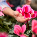 entretenir des cyclamens