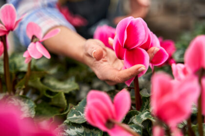 entretenir des cyclamens