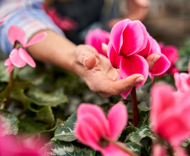 entretenir des cyclamens