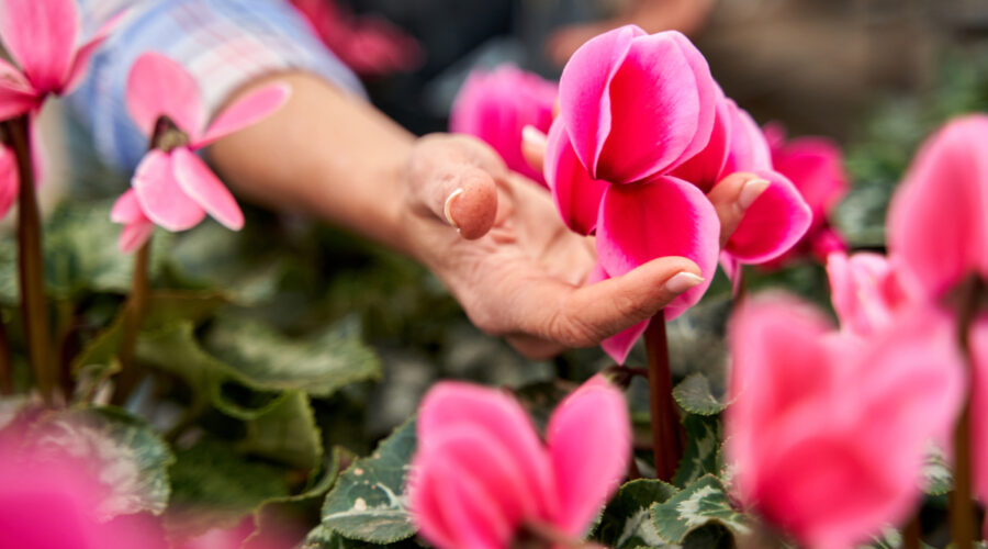 entretenir des cyclamens
