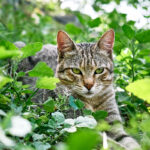 répulsifs pour chat