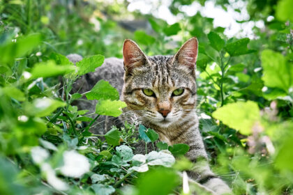 répulsifs pour chat