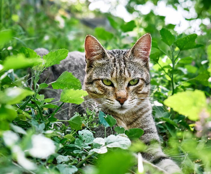 répulsifs pour chat