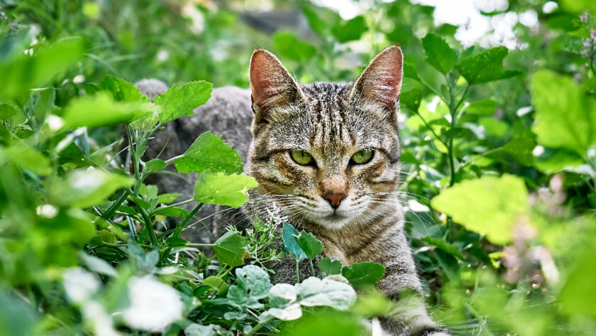 répulsifs pour chat