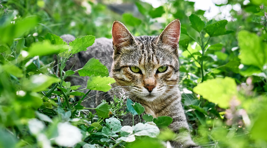 répulsifs pour chat