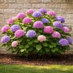 découvrez à quelle distance idéalement planter un hortensia d'un mur pour garantir une floraison abondante et une croissance saine.