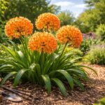 découvrez comment cultiver l'agapanthe orange, une fleur estivale éclatante, pour apporter couleur et élégance à votre jardin tout au long de la saison.