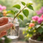 apprenez les techniques simples et efficaces pour bouturer votre bougainvillier et réussir sa multiplication avec nos conseils d'experts.