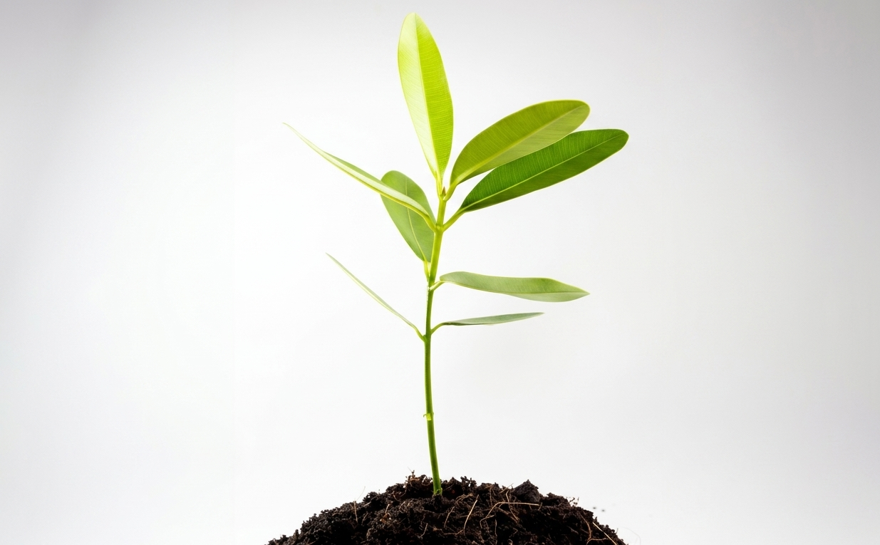 arbre truffier