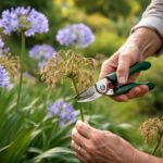 découvrez les astuces de jardinier pour savoir quand et comment couper les fleurs fanées des agapanthes afin de favoriser une meilleure floraison et maintenir la beauté de votre jardin.