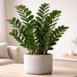 découvrez comment entretenir facilement votre zamioculcas pour profiter d'une plante robuste et esthétique toute l'année.