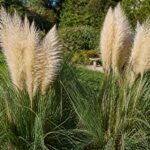 découvrez comment identifier les risques liés à l'herbe de la pampa dans votre jardin et apprenez à la gérer pour protéger votre environnement et votre sécurité.