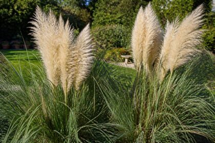 découvrez comment identifier les risques liés à l'herbe de la pampa dans votre jardin et apprenez à la gérer pour protéger votre environnement et votre sécurité.