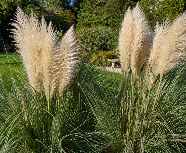 découvrez comment identifier les risques liés à l'herbe de la pampa dans votre jardin et apprenez à la gérer pour protéger votre environnement et votre sécurité.