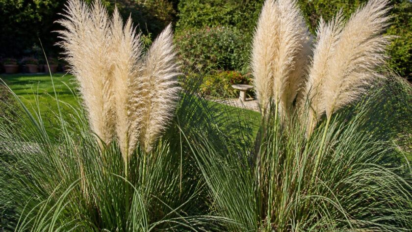découvrez comment identifier les risques liés à l'herbe de la pampa dans votre jardin et apprenez à la gérer pour protéger votre environnement et votre sécurité.