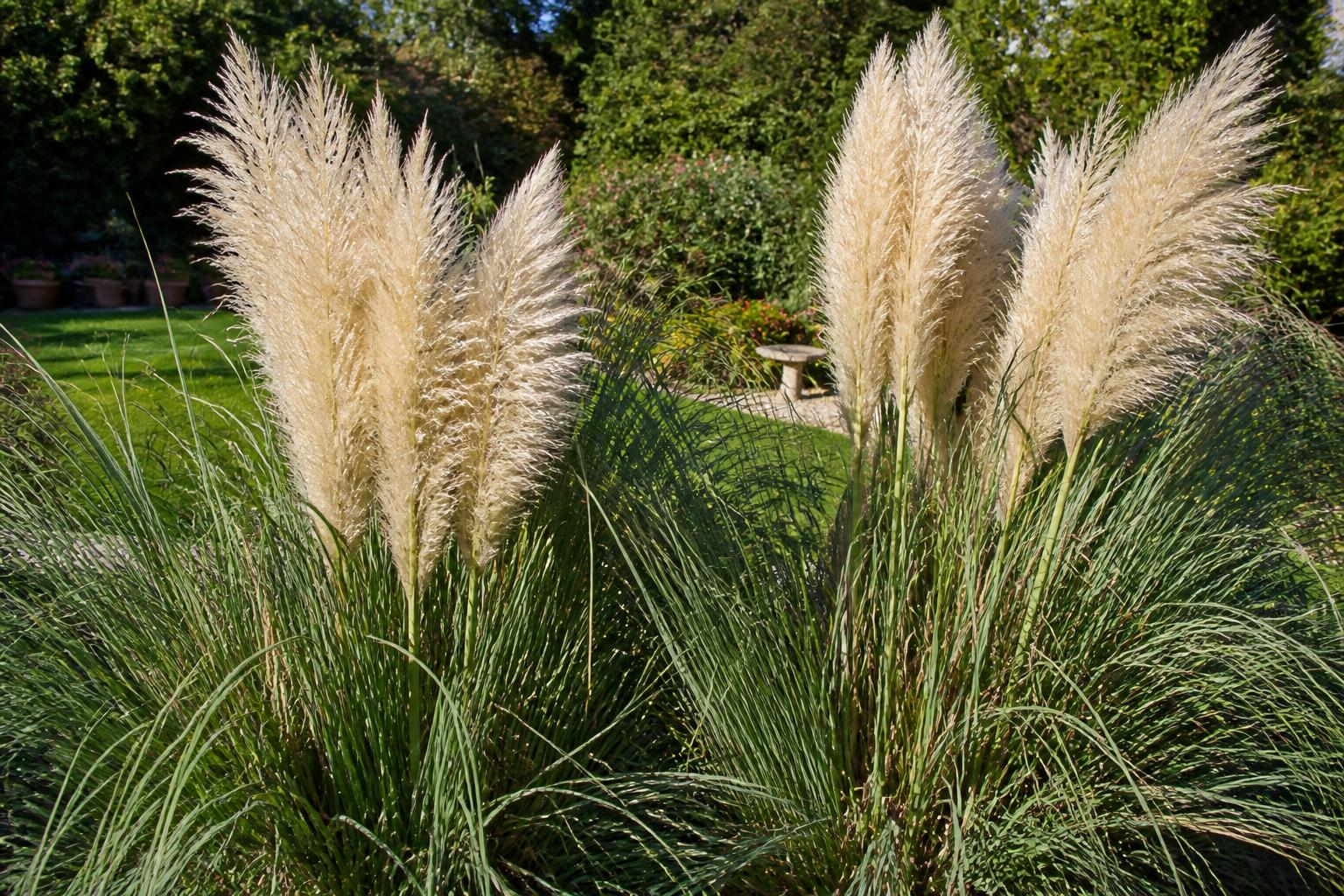 découvrez comment identifier les risques liés à l'herbe de la pampa dans votre jardin et apprenez à la gérer pour protéger votre environnement et votre sécurité.