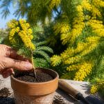 apprenez à bouturer du mimosa facilement pour embellir votre jardin avec des fleurs lumineuses et parfumées. guide étape par étape pour réussir vos boutures de mimosa.
