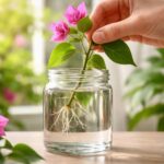 apprenez à bouturer un bougainvillier dans l'eau facilement et efficacement grâce à nos conseils simples et pratiques pour réussir vos boutures à coup sûr.