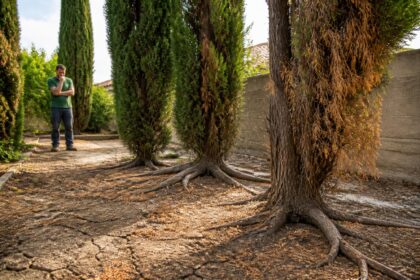 découvrez les inconvénients du cyprès et pourquoi certains jardiniers hésitent à le planter dans leur jardin. apprenez à mieux connaître ses limites avant de faire votre choix.