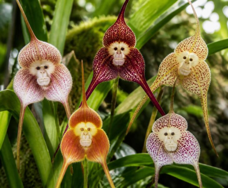 découvrez les variétés d'orchidées à tête de singe, des fleurs rares et fascinantes qui captivent les passionnés de jardinage par leur forme unique et leur beauté exotique.