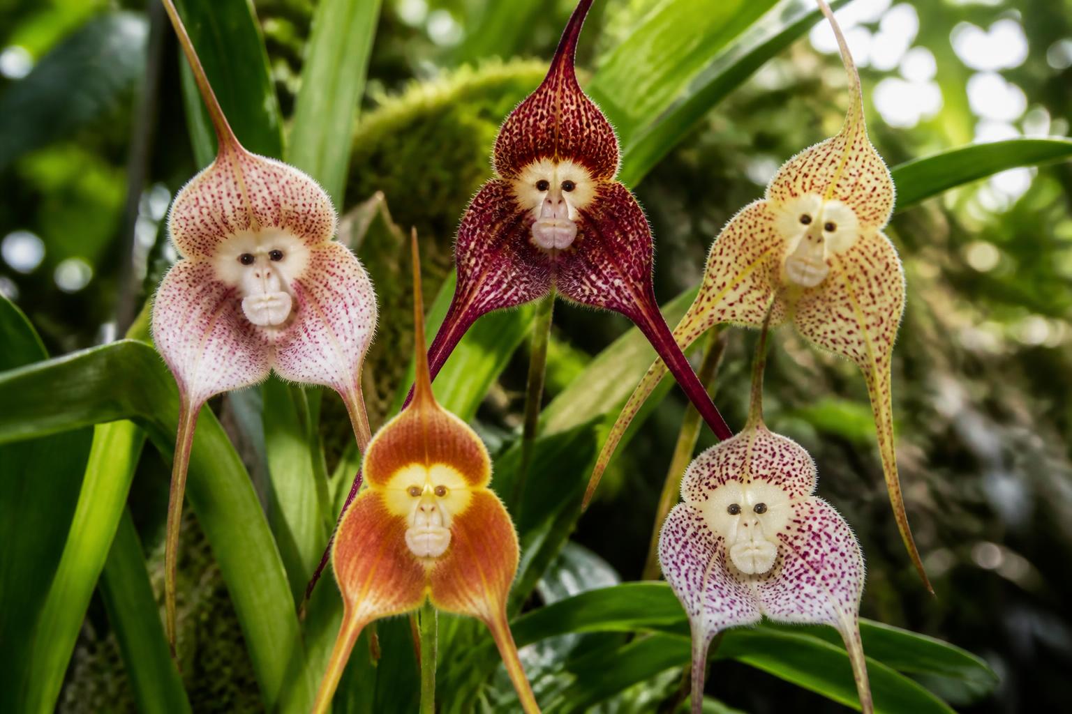 découvrez les variétés d'orchidées à tête de singe, des fleurs rares et fascinantes qui captivent les passionnés de jardinage par leur forme unique et leur beauté exotique.