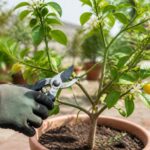 découvrez le meilleur moment pour tailler vos citronniers en pot afin de stimuler leur croissance et obtenir des fruits savoureux toute l'année.