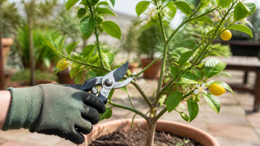 découvrez le meilleur moment pour tailler vos citronniers en pot afin de stimuler leur croissance et obtenir des fruits savoureux toute l'année.