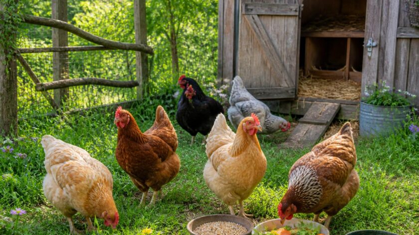découvrez comment prendre soin de vos vieilles poules pondeuses et leur offrir une retraite heureuse grâce à nos meilleures pratiques et conseils adaptés.