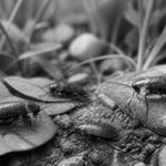 découvrez comment identifier facilement les cafards de jardin noirs et blancs grâce à nos astuces pratiques et simples à appliquer pour protéger votre jardin.