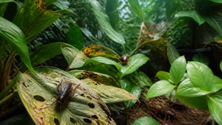 découvrez comment la présence de cafards dans votre jardin peut nuire à la santé de vos plantes et apprenez à protéger efficacement votre espace vert.