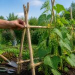 apprenez à fabriquer un tuteur pour concombre et maximisez l'espace de votre jardin grâce à nos conseils pratiques et faciles à suivre.