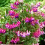 découvrez nos conseils pratiques pour réussir la culture de votre fuchsia et profiter d'une floraison abondante tout au long de la saison.