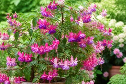 découvrez nos conseils pratiques pour réussir la culture de votre fuchsia et profiter d'une floraison abondante tout au long de la saison.