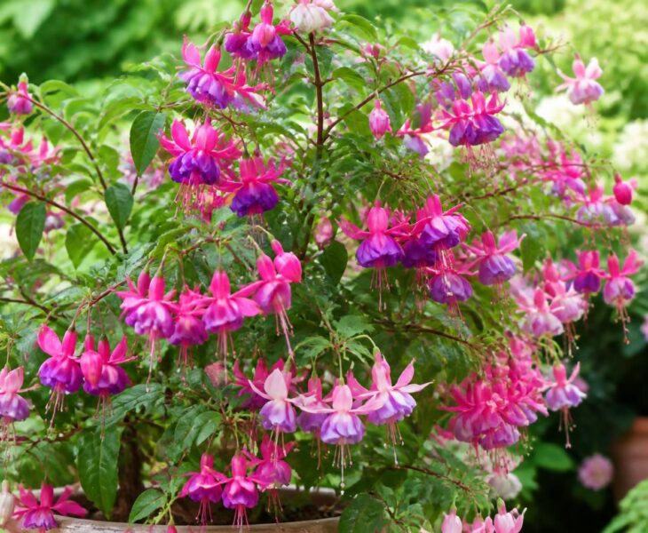 découvrez nos conseils pratiques pour réussir la culture de votre fuchsia et profiter d'une floraison abondante tout au long de la saison.
