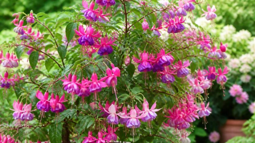 découvrez nos conseils pratiques pour réussir la culture de votre fuchsia et profiter d'une floraison abondante tout au long de la saison.