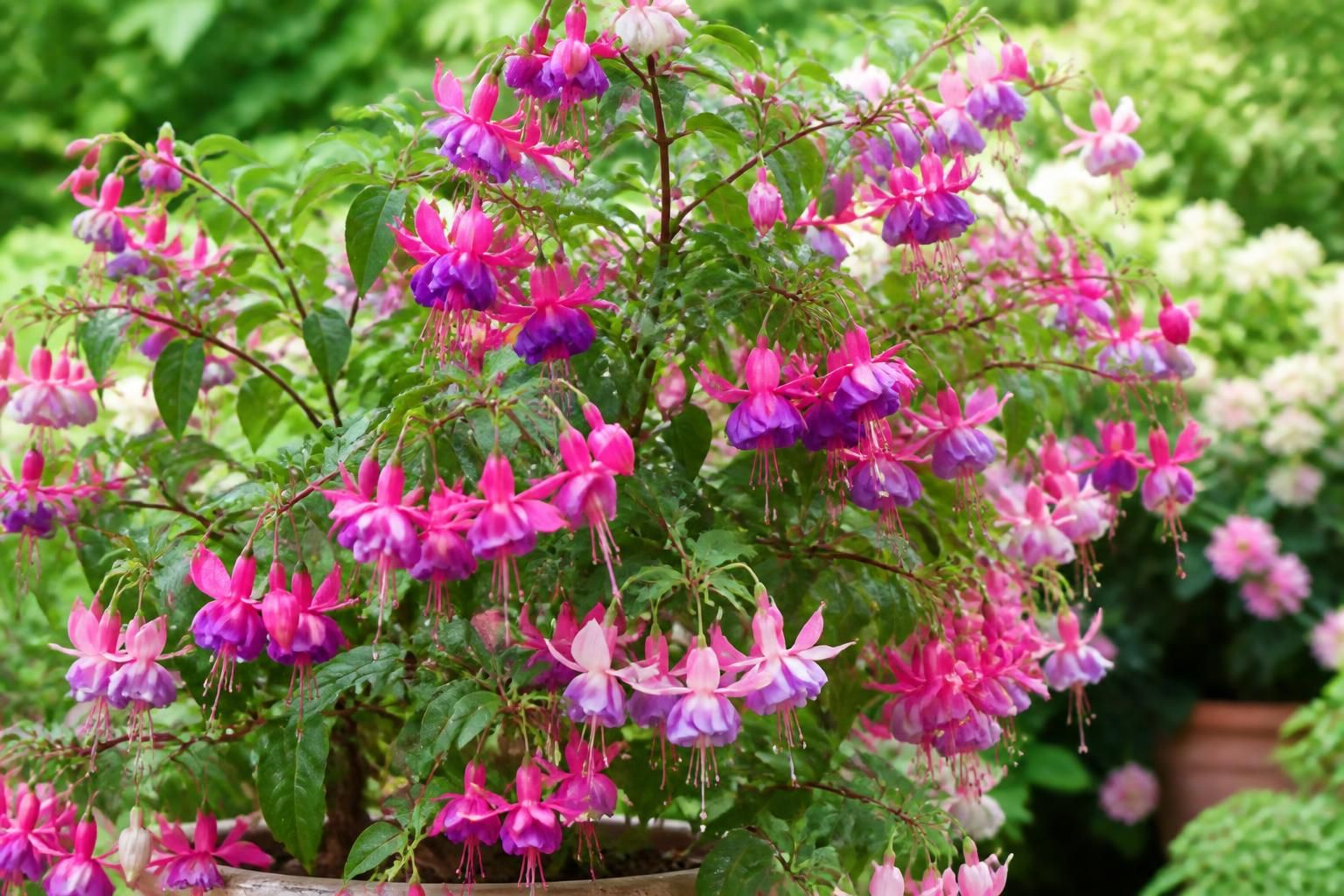découvrez nos conseils pratiques pour réussir la culture de votre fuchsia et profiter d'une floraison abondante tout au long de la saison.