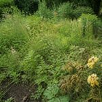 découvrez les risques liés à l'absence d'utilisation de l'adblue comme désherbant dans votre jardin et comment protéger efficacement vos plantes.
