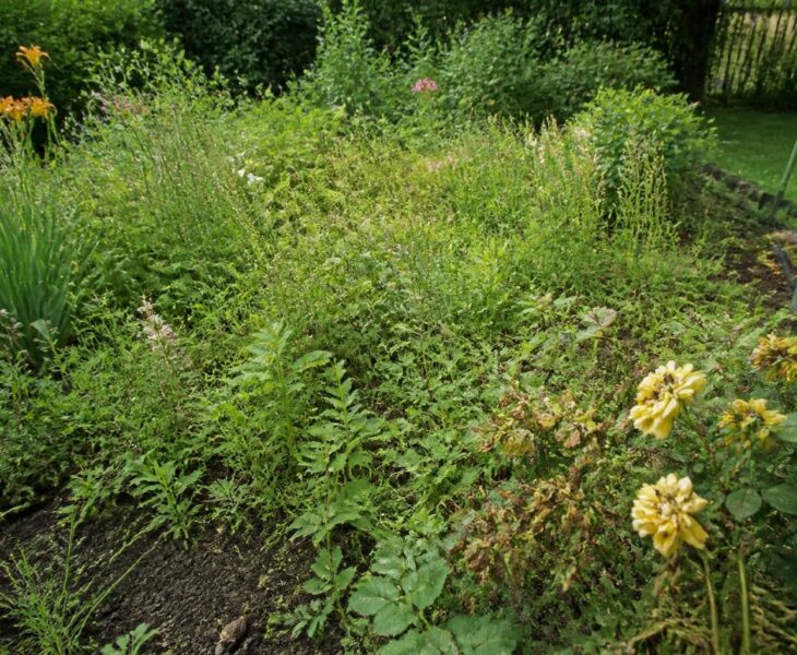 découvrez les risques liés à l'absence d'utilisation de l'adblue comme désherbant dans votre jardin et comment protéger efficacement vos plantes.