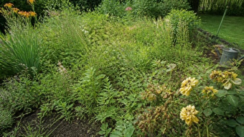 découvrez les risques liés à l'absence d'utilisation de l'adblue comme désherbant dans votre jardin et comment protéger efficacement vos plantes.