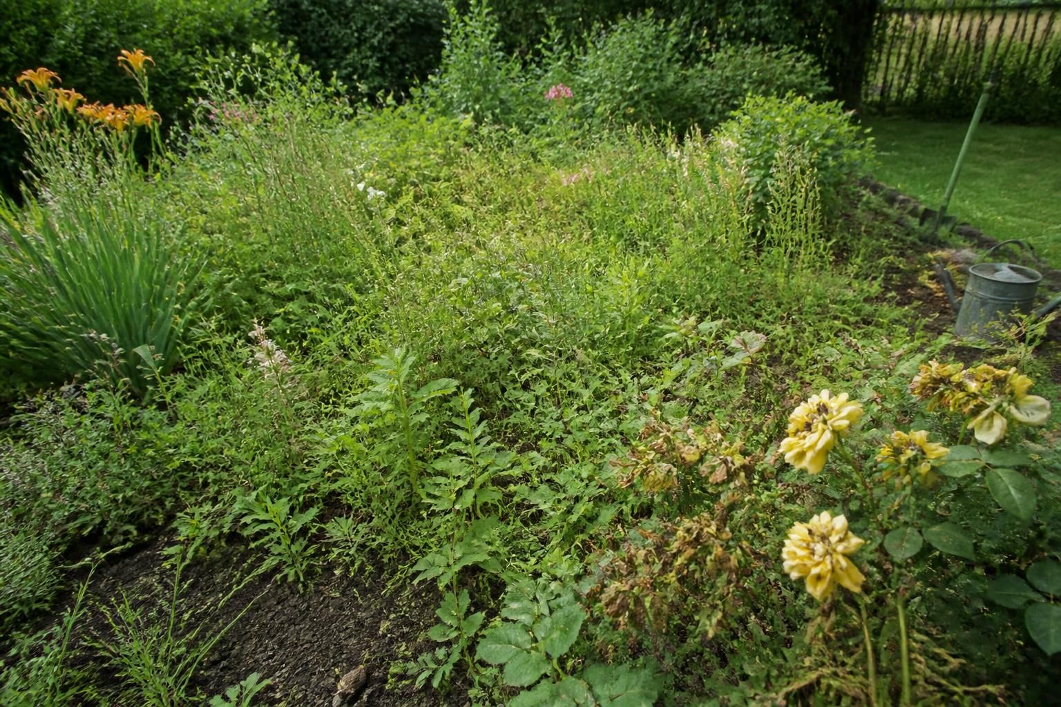 découvrez les risques liés à l'absence d'utilisation de l'adblue comme désherbant dans votre jardin et comment protéger efficacement vos plantes.