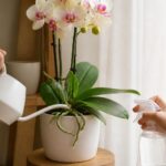 découvrez les gestes essentiels au quotidien pour prendre soin de votre orchidée phalaenopsis et la voir s'épanouir avec beauté et santé.