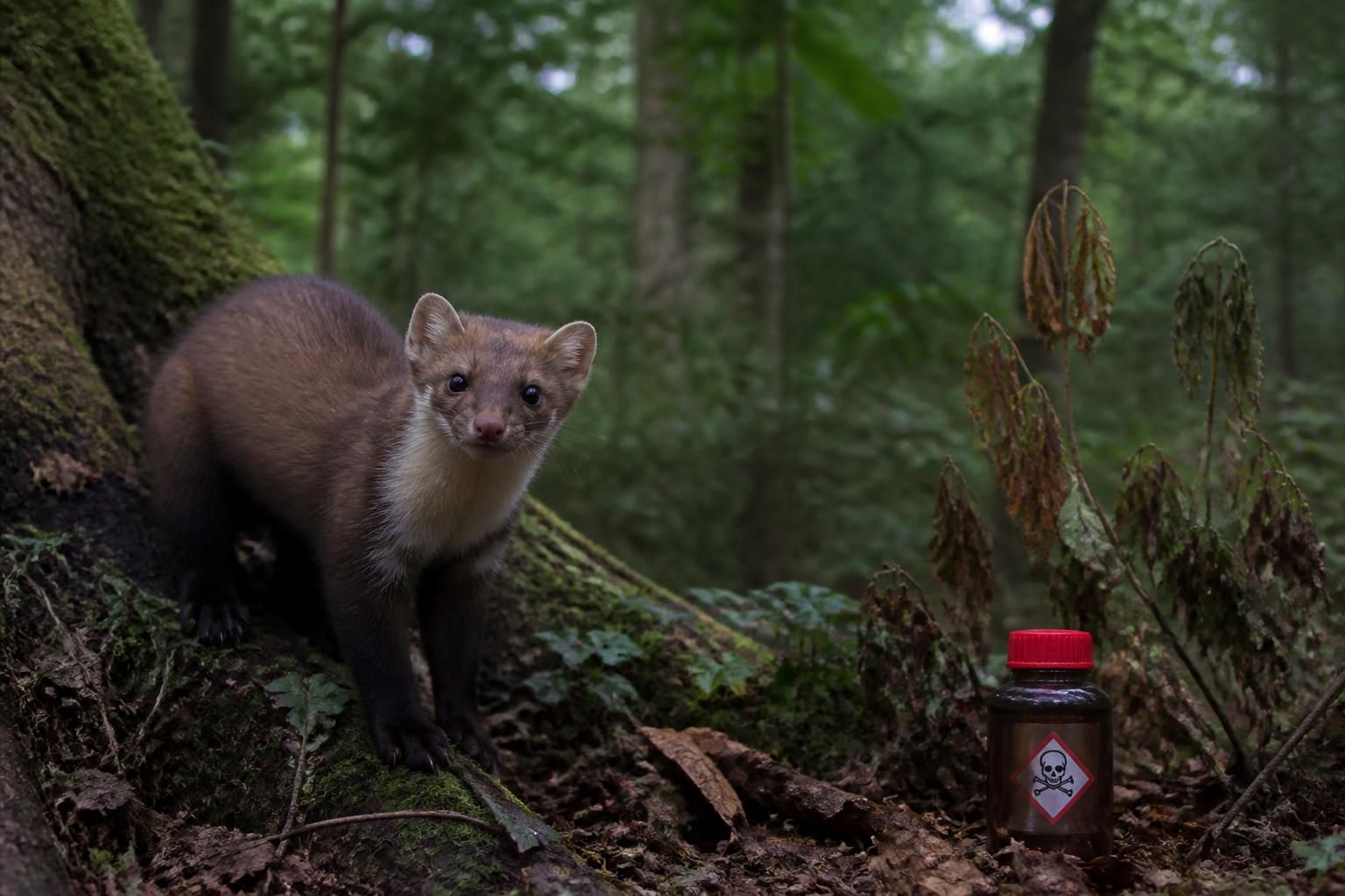 découvrez les raisons pour lesquelles l'utilisation du poison mortel pour la fouine suscite la controverse, en explorant ses impacts environnementaux, éthiques et légaux.