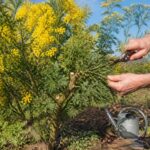 découvrez quand et comment tailler votre mimosa pour favoriser une floraison éclatante et embellir votre jardin saison après saison.