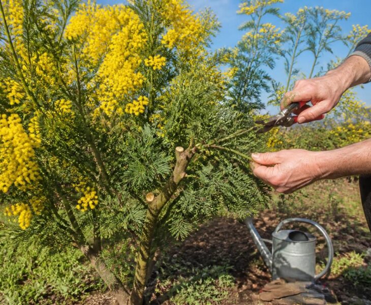 découvrez quand et comment tailler votre mimosa pour favoriser une floraison éclatante et embellir votre jardin saison après saison.