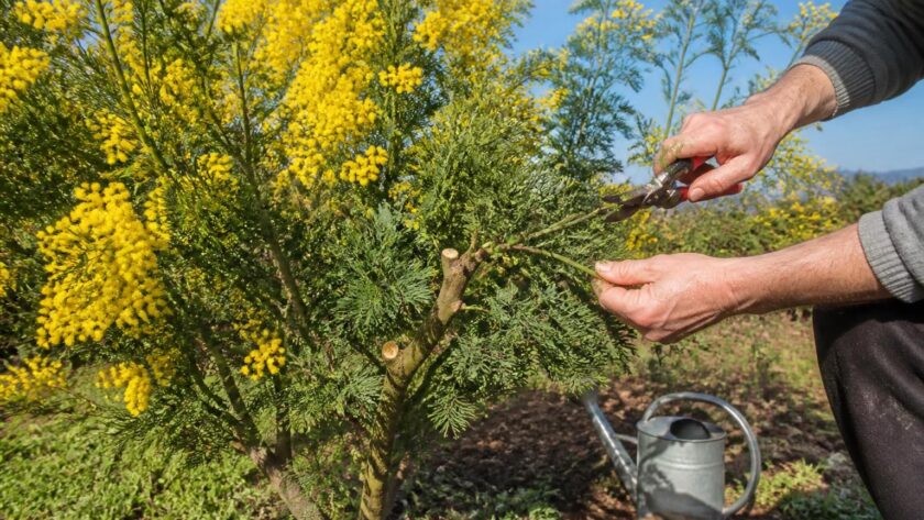 découvrez quand et comment tailler votre mimosa pour favoriser une floraison éclatante et embellir votre jardin saison après saison.