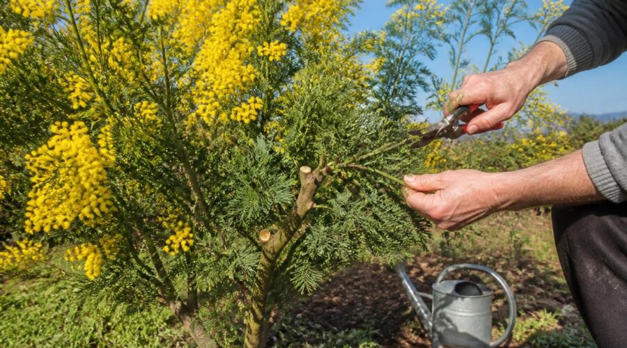 apprenez quand et comment tailler votre mimosa pour favoriser une floraison éclatante et assurer la santé de votre plante.