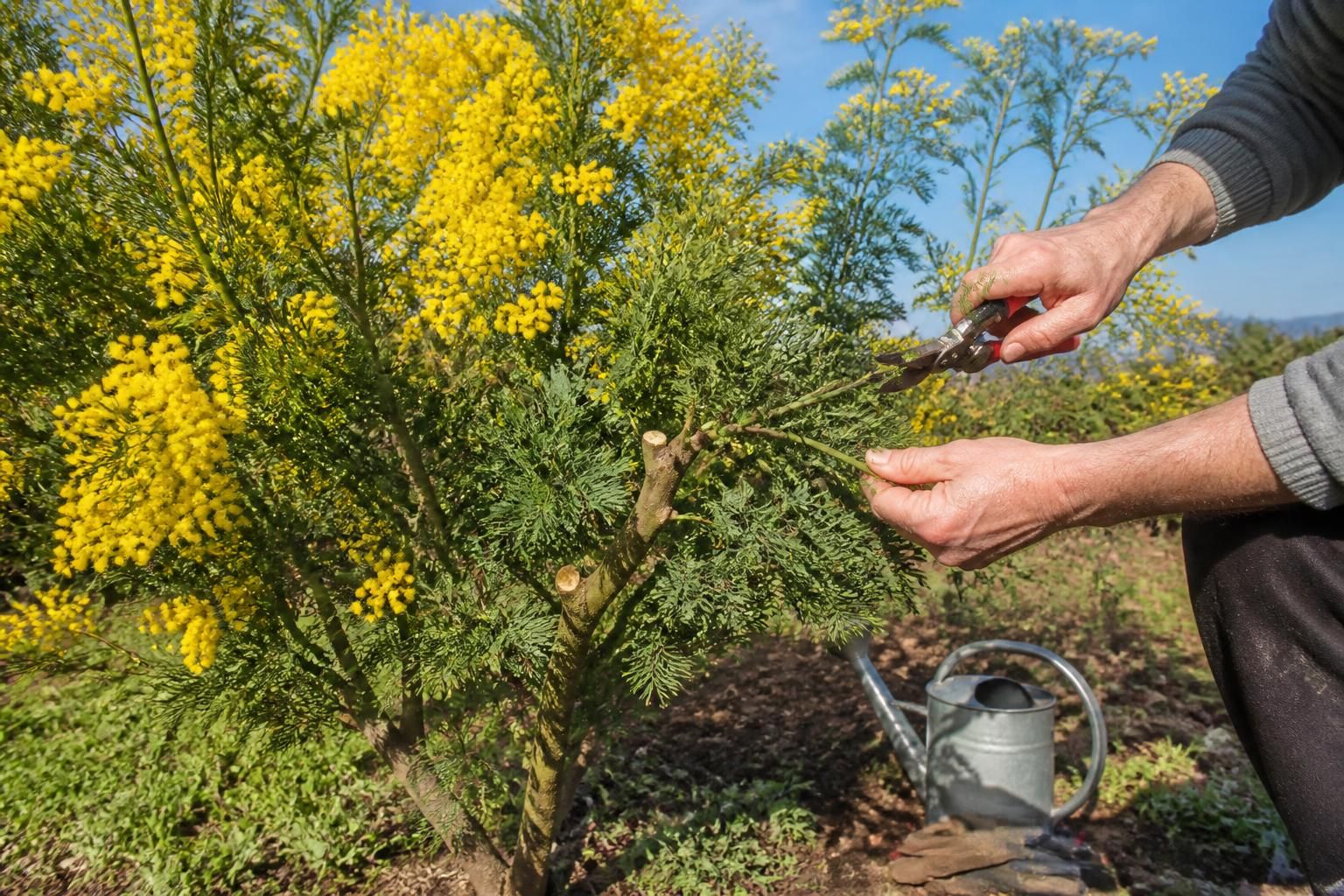 découvrez quand et comment tailler votre mimosa pour favoriser une floraison éclatante et embellir votre jardin saison après saison.
