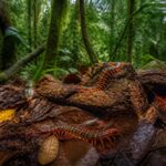 découvrez comment identifier les scolopendres en guadeloupe et apprenez à les respecter pour vivre en harmonie avec la nature locale.