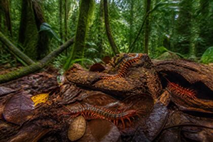 découvrez comment identifier les scolopendres en guadeloupe et apprenez à les respecter pour vivre en harmonie avec la nature locale.