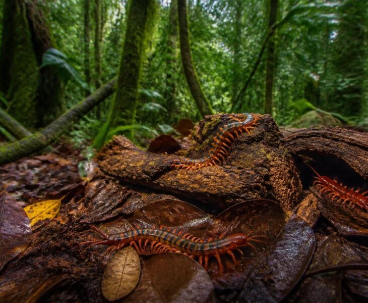 découvrez comment identifier les scolopendres en guadeloupe et apprenez à les respecter pour vivre en harmonie avec la nature locale.